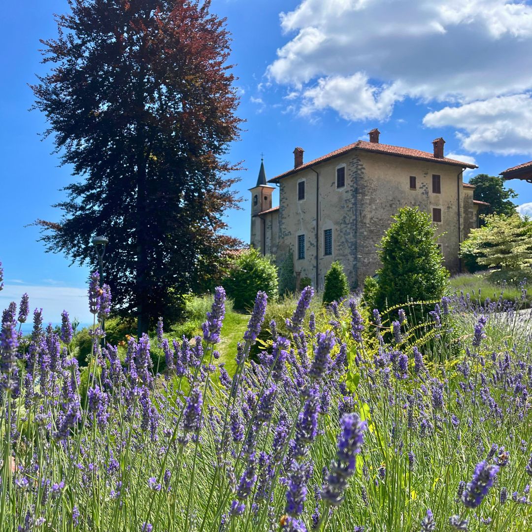 La lavanda in Brughiera