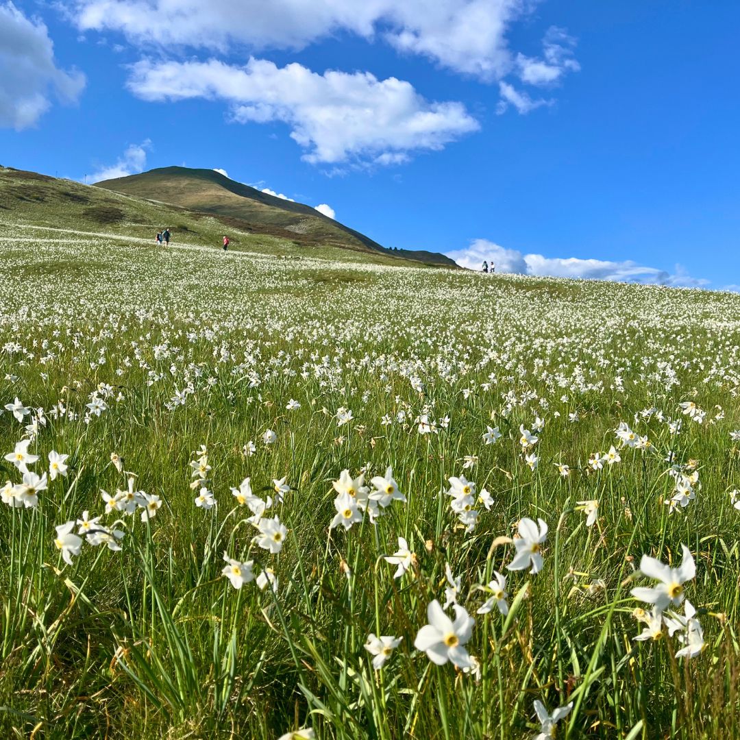 Il Sentiero dei Narcisi
